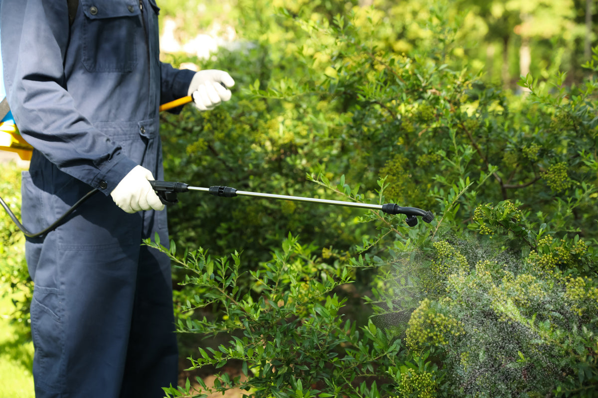 How to Choose the Right Pest Control Service for Your Business