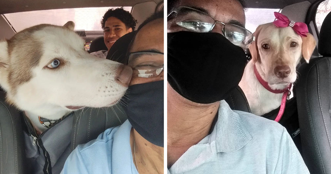 “Pet Taxi” Guy Takes Hilarious Photos Of His Pet Passengers