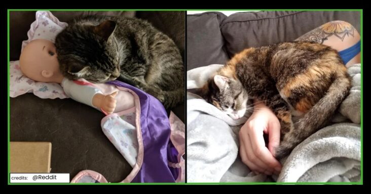 25 Wholesome Pictures Of Senior Cats That Will Make Your Day Better