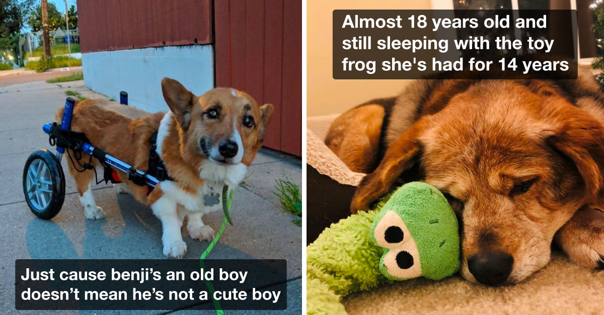 40 Cute Pics Of Senior Good Dogs That Are Too Adorable - grandgoldman.com