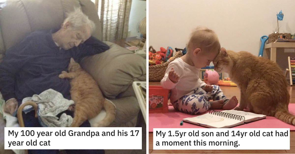 40 Pictures Of Senior Cats Doing Wholesome Things