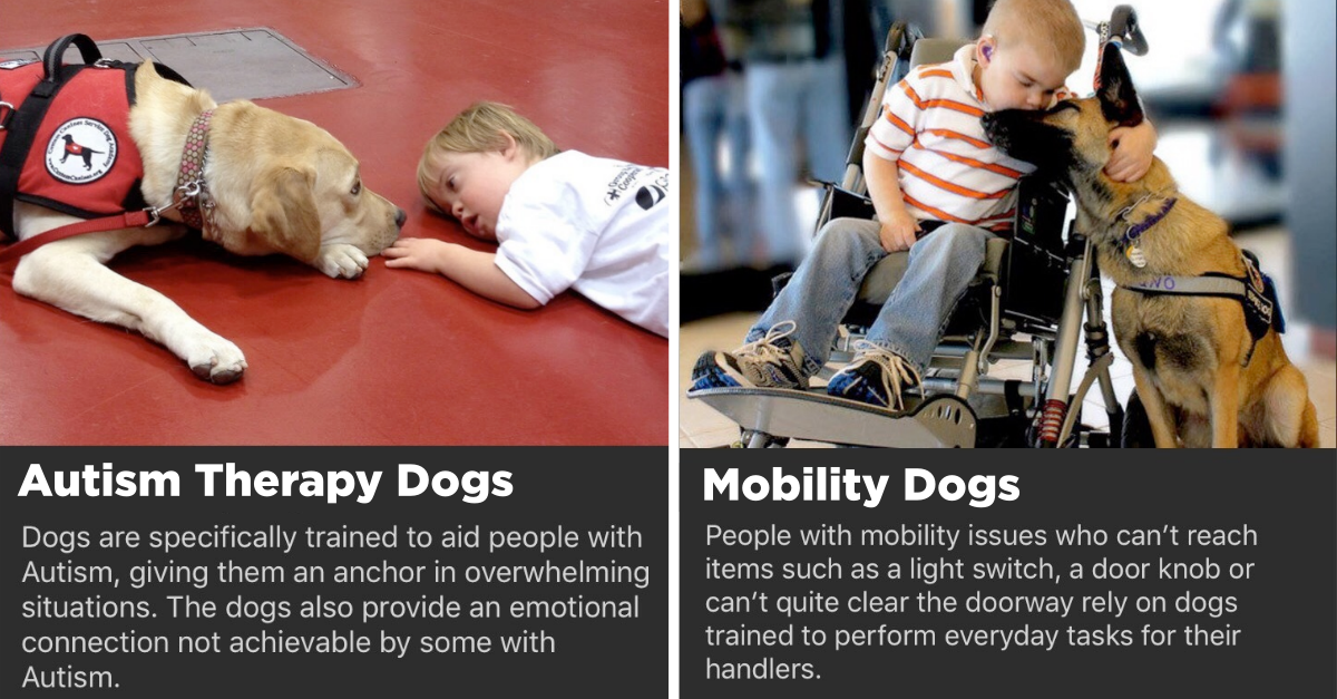 Service Dog Appreciation Because Dogs Make Our Lives Better - grandgoldman.com
