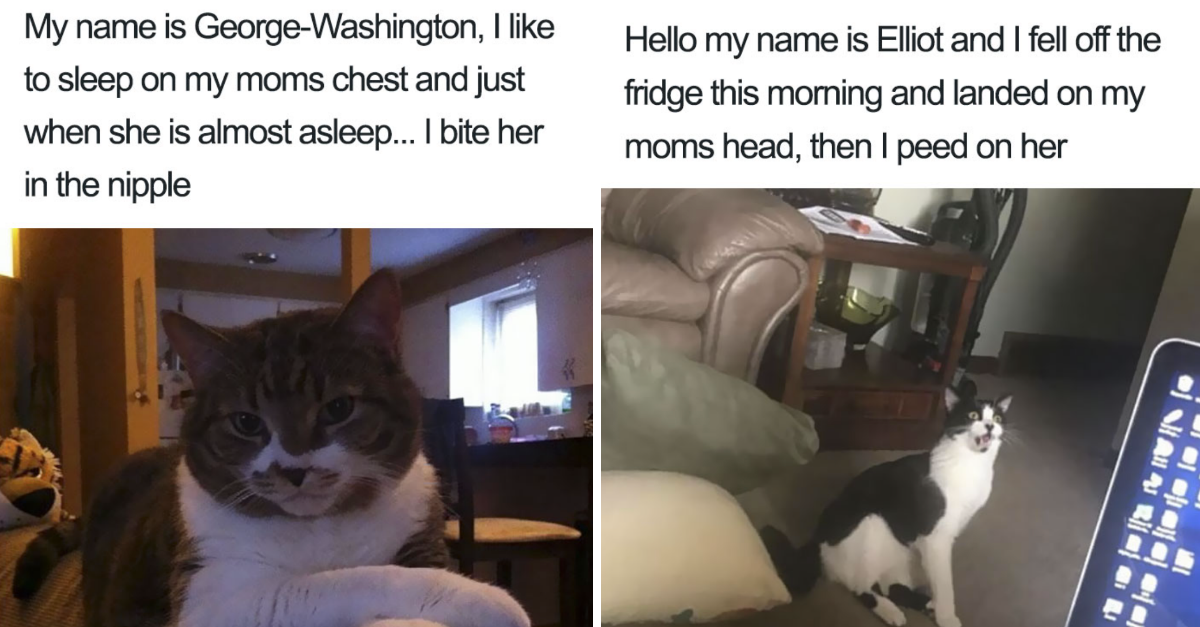 50 Times Shameless Cats Were Publicly Shamed For Their Acts