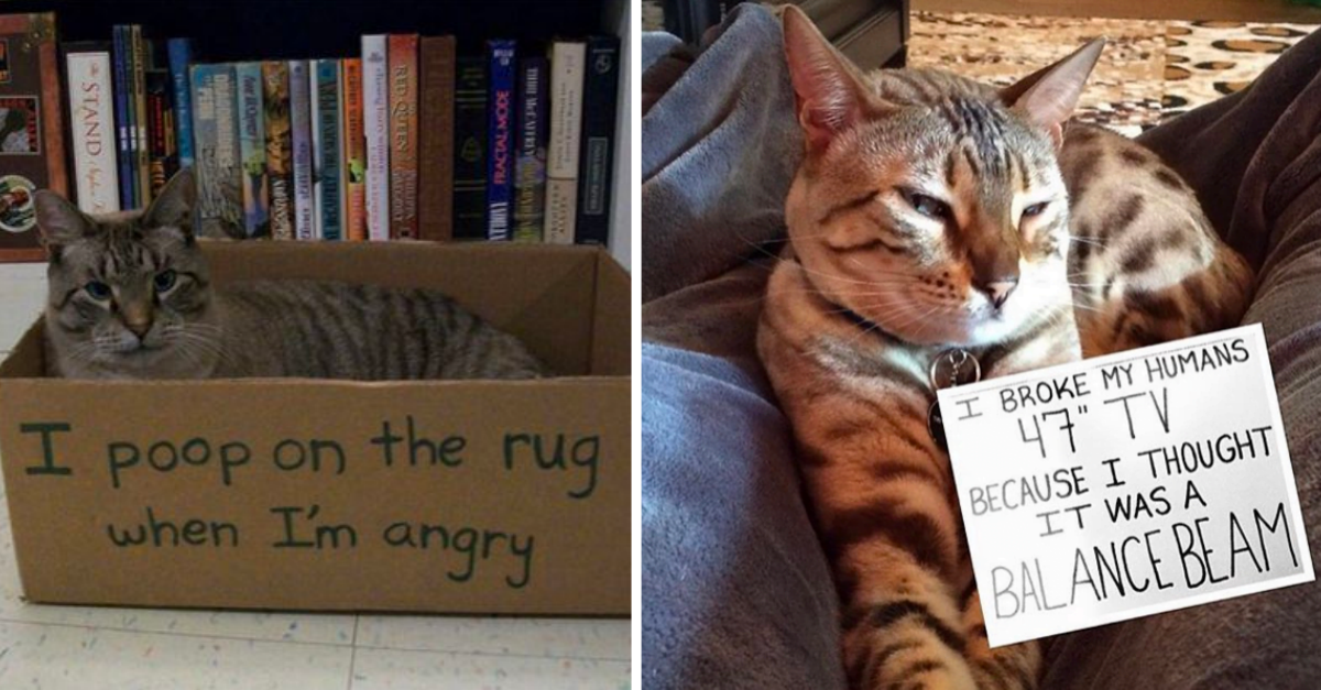 20 A-holes Cats Being Shamed