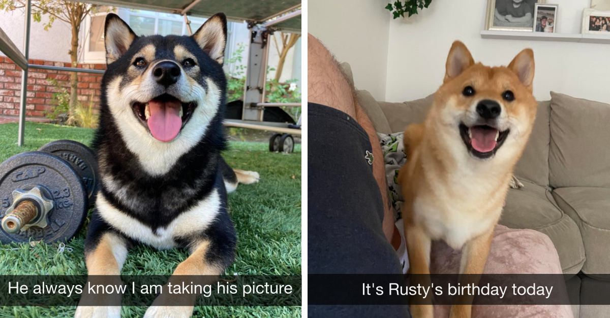 35 Much Wow Pictures Of Shiba Inu’s That Prove They’re Dorks - grandgoldman.com