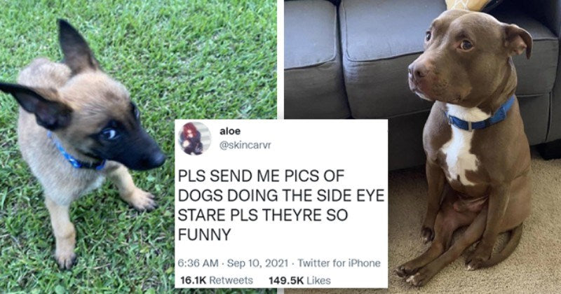 Hilarious Pics Of Judgemental Doggos Giving Suspicious Side Eye Look - grandgoldman.com