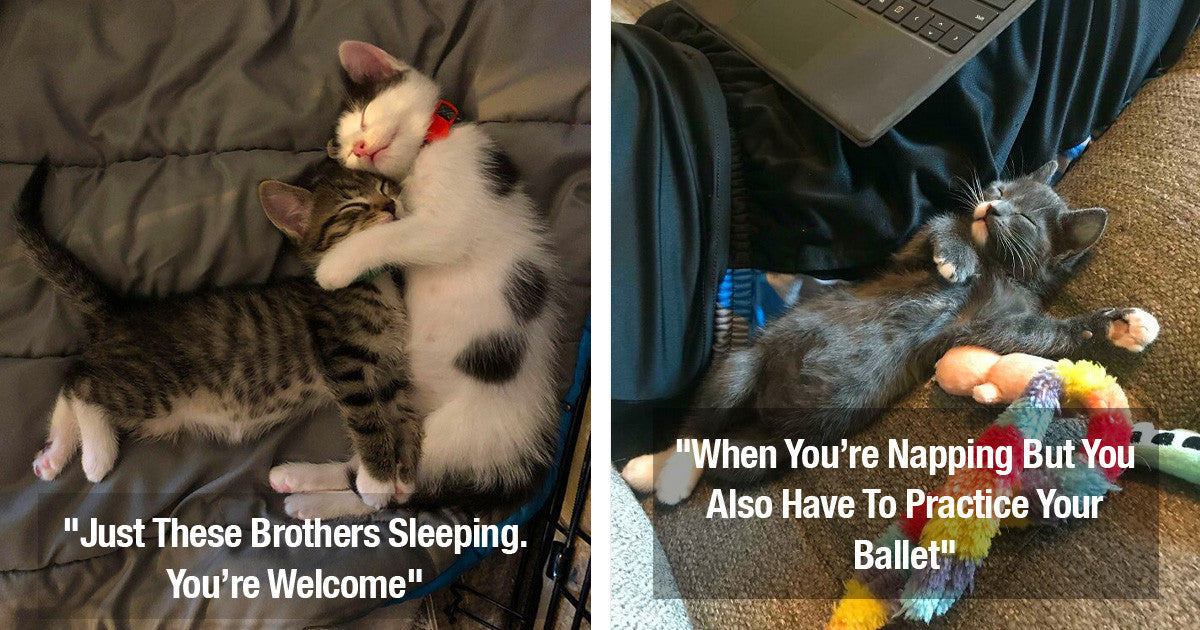 45 Sleeping Kitties That Are Absolutely Precious - grandgoldman.com