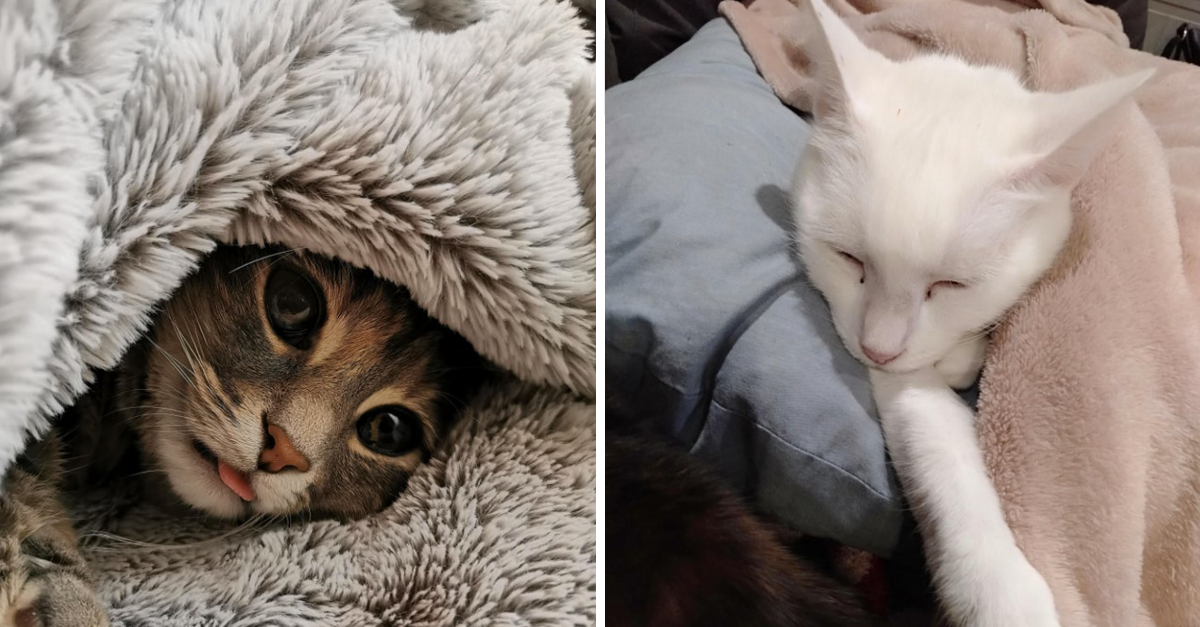 40 Adorable Pics Of Cats Tucked In Cozy Blankets - grandgoldman.com