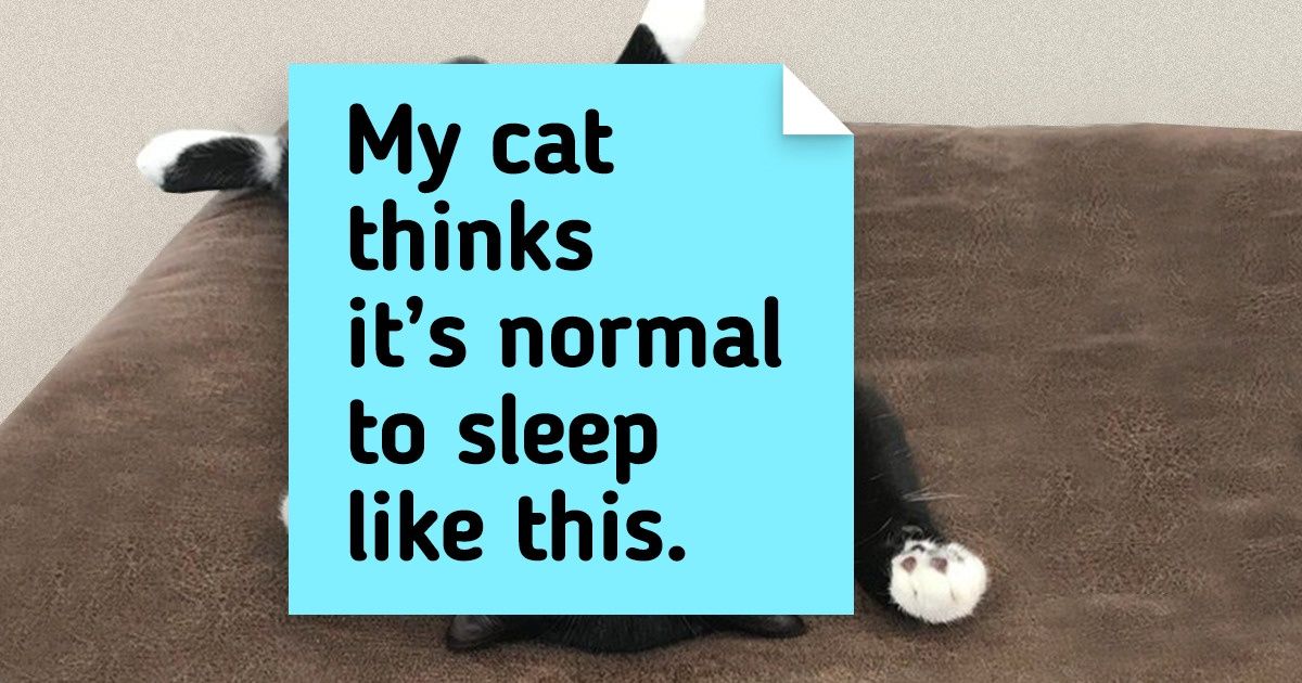 15 Adorable Pictures Of Cats Sleeping In The Weirdest Places - grandgoldman.com