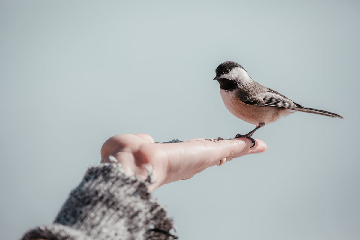 SF Meaning in Text: What the Abbreviation Really Stands — Explained