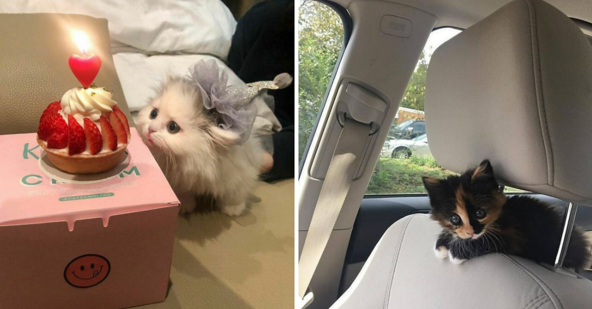 50 Really Small Cats That Are Hard Find Once They’re Lost In Your Room