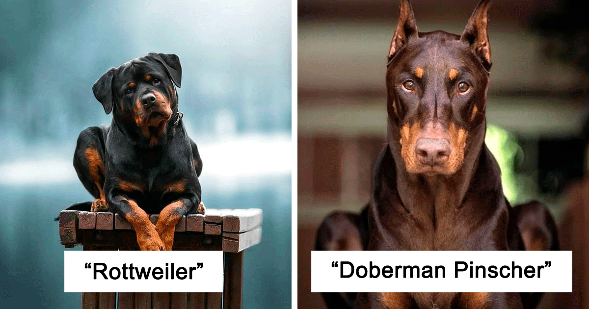 30 Of The Most Intelligent Dog Breeds According To Science