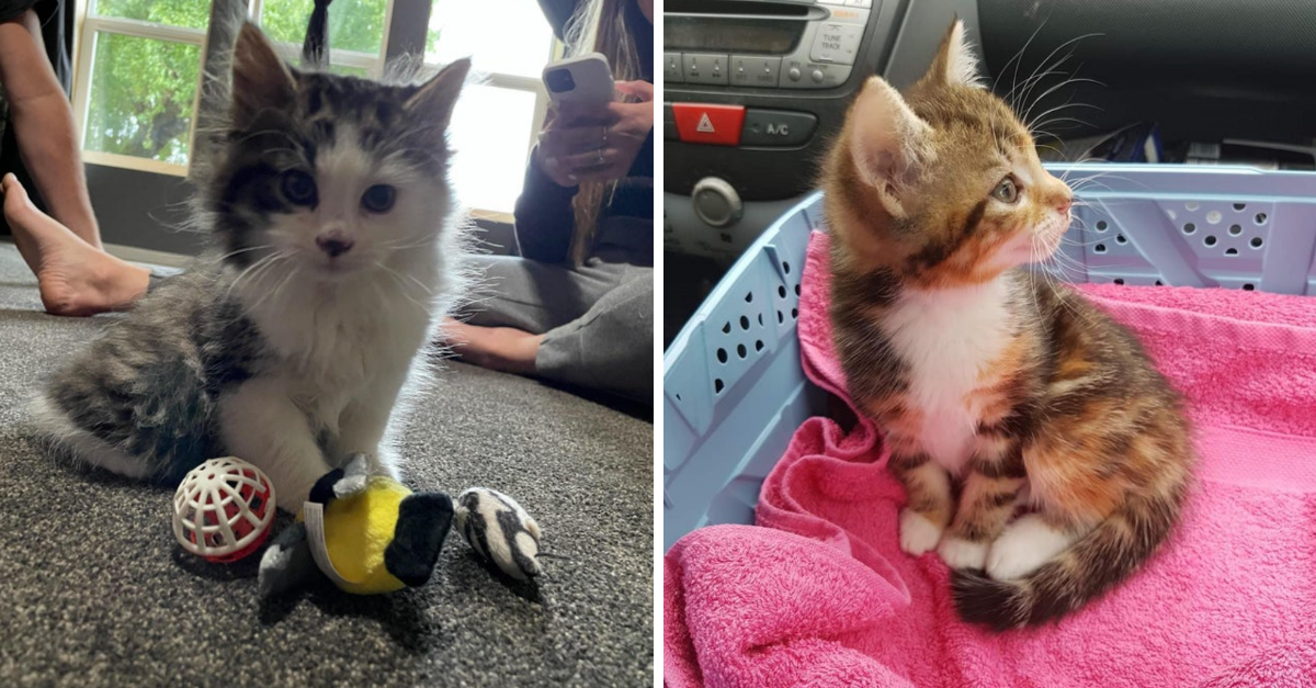 35 Pictures Of Smol Cats That Are Irresistibly Adorable