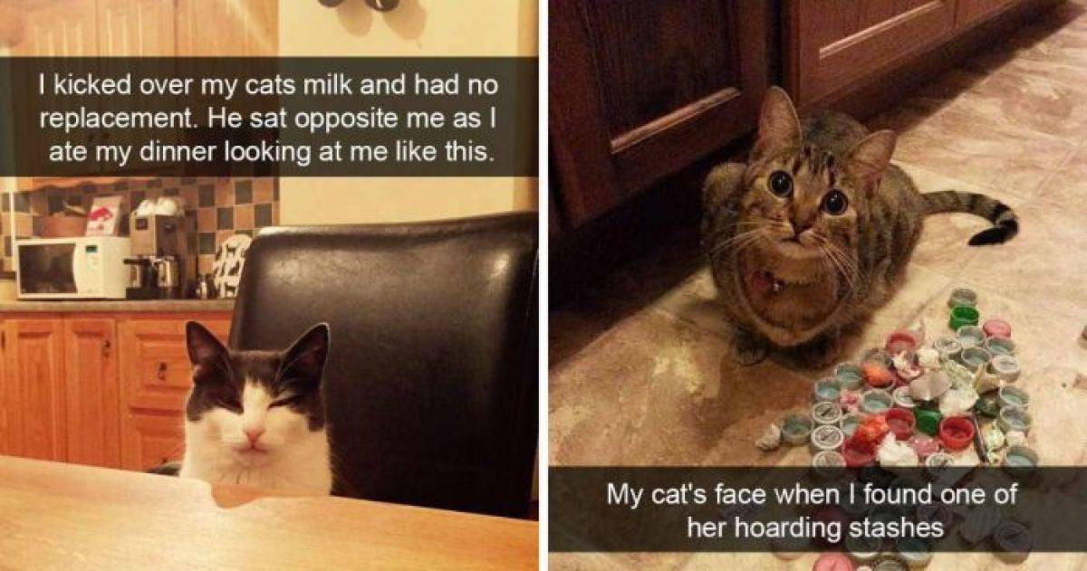 18 Times Cats Were The King Of Snapchat And Treated Us With Laughs - grandgoldman.com