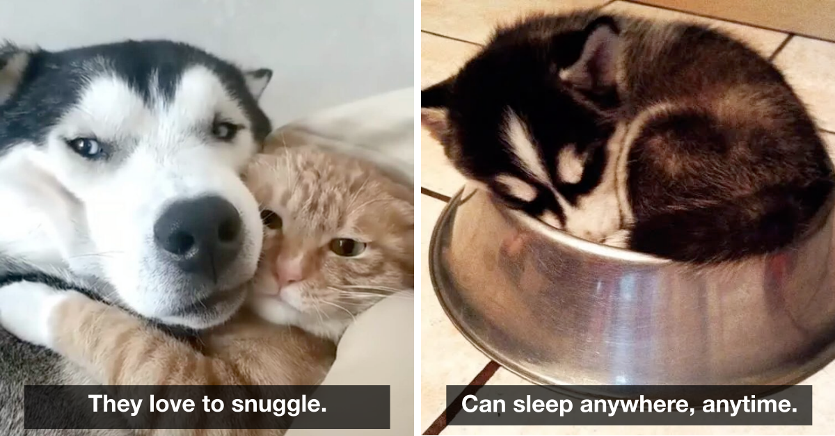 15 Solid Reasons To Have A Husky In You Life