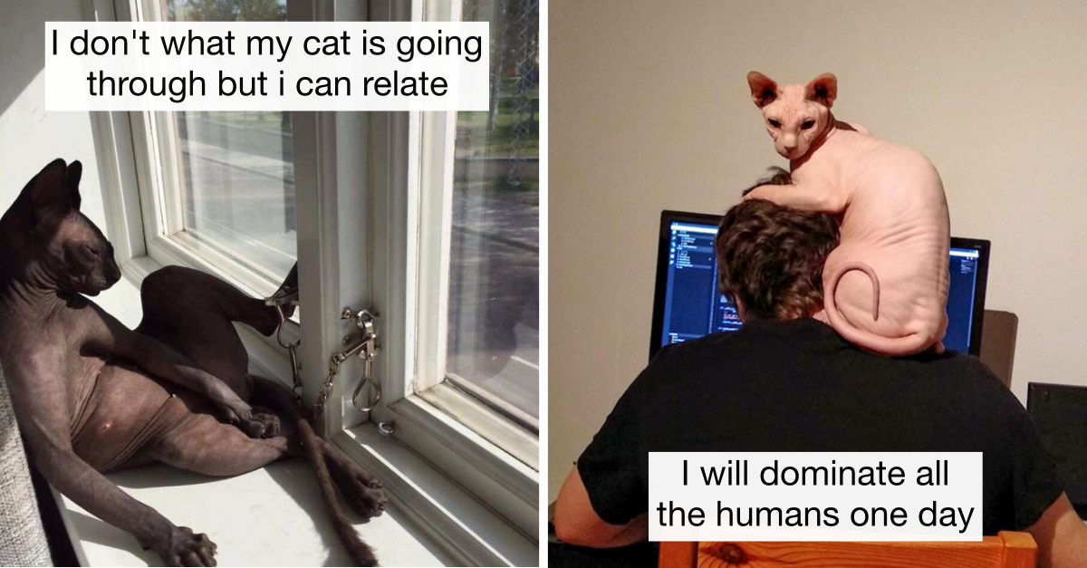 30 Pictures Of Sphynx Cats That Prove Life With Them Is Pretty Hilarious