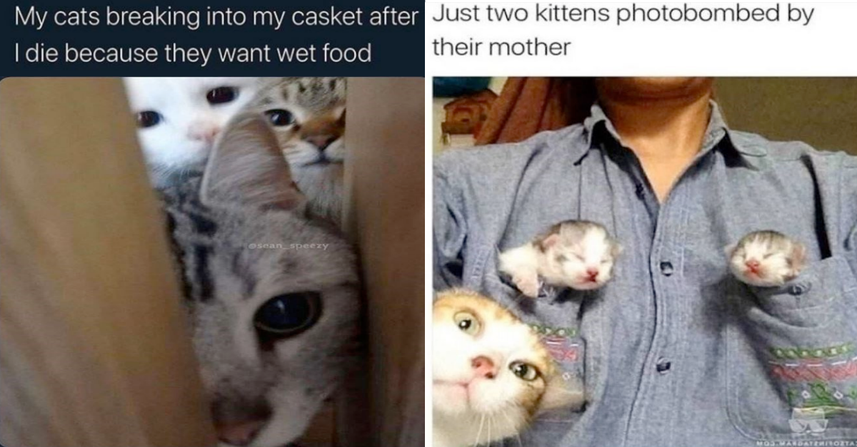 Smokin’ Hot Spicy Cat Memes To Make Your Caturday Better (43 Pics) - grandgoldman.com