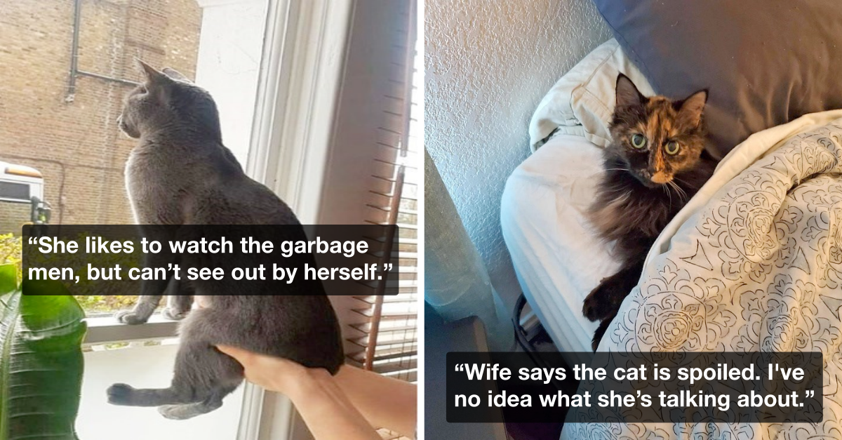 20 Spoiled Cats Living Life Of True Kings And Queens - grandgoldman.com