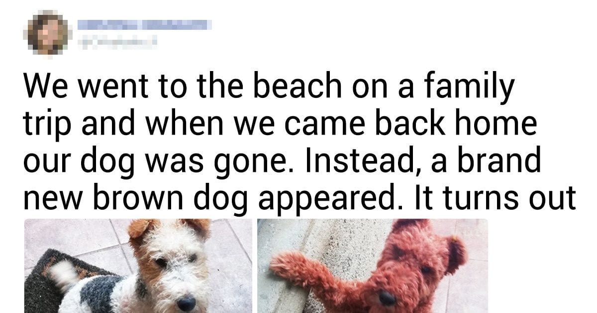 20 Pet Owners Shared Hilariously Cute Stories About Their Dogs And Cats - grandgoldman.com