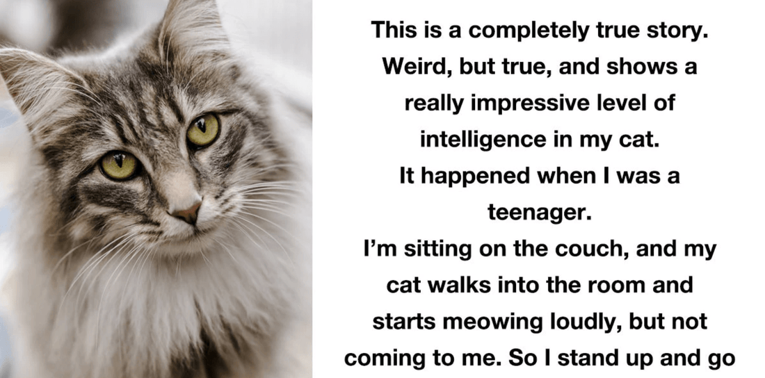 10 Pet Owners Share The Smartest Things Their Pets Have Ever Done