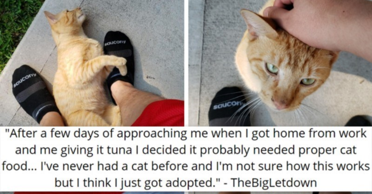 Man Finds A Injured Stray Cat On His Driveway, Gets Adopted By The Kitty