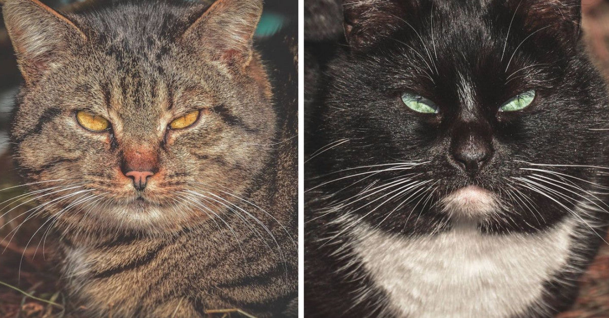 Photographer Takes Beautiful Images Of Stray Cats To Display Their Fierceness - grandgoldman.com