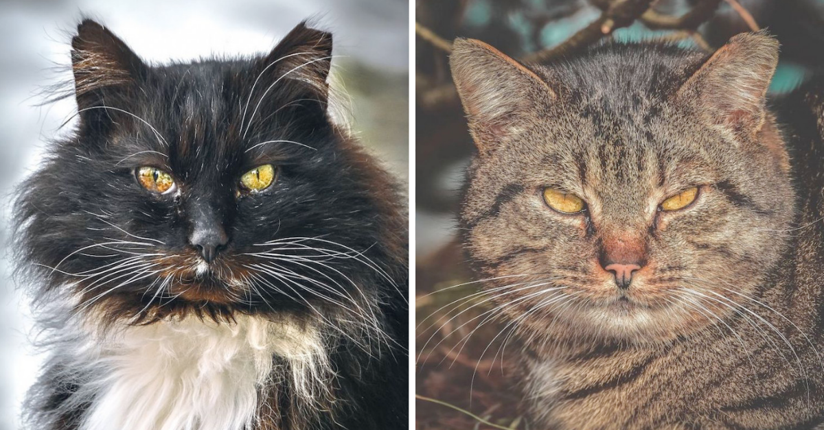 Photographer Perfectly Captures The Fearless Expressions Of Stray Cats - grandgoldman.com