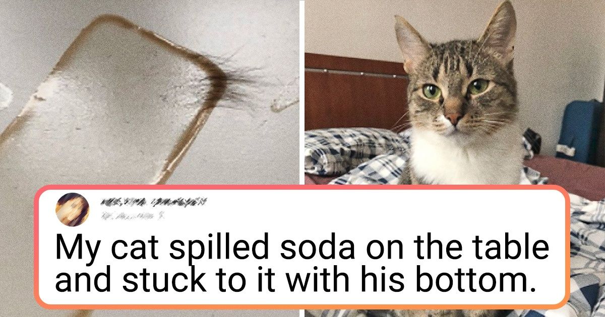 18 Cat Situations That Only Cat Owner Can Relate With - grandgoldman.com