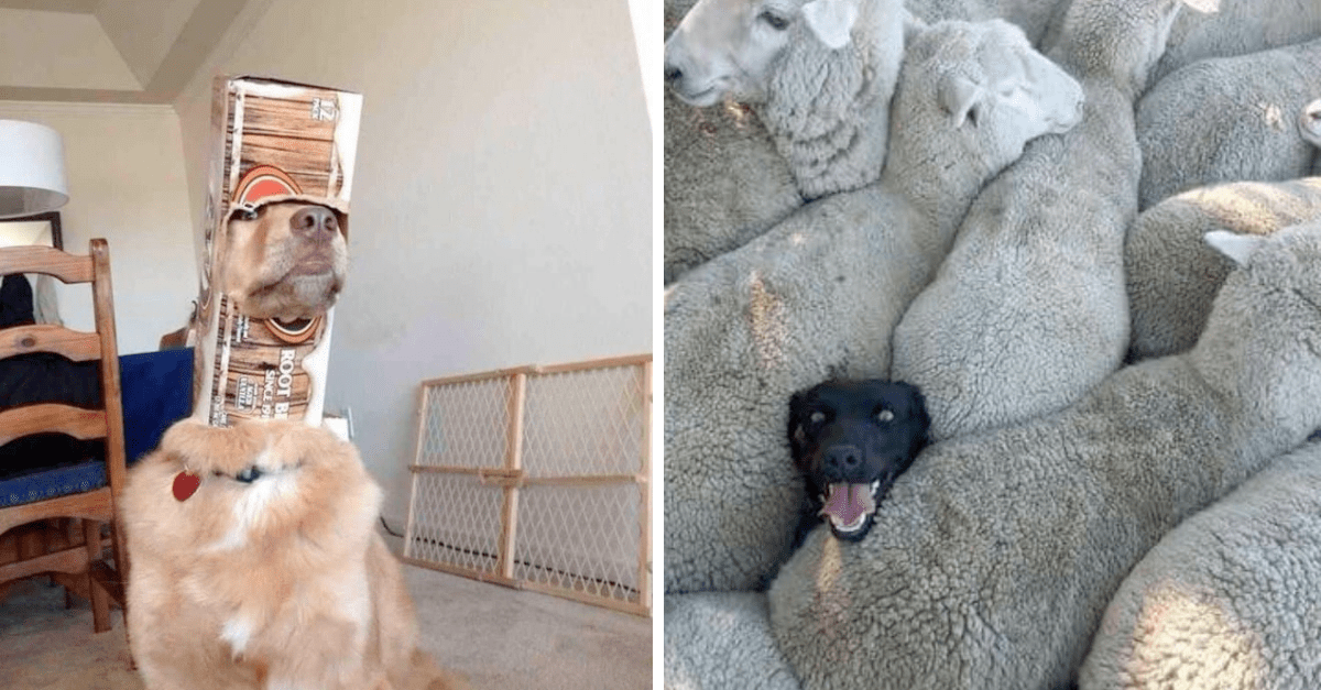 30 Naughty Dogs Who Got Stuck In Weird Places And Now Require Human Assistance