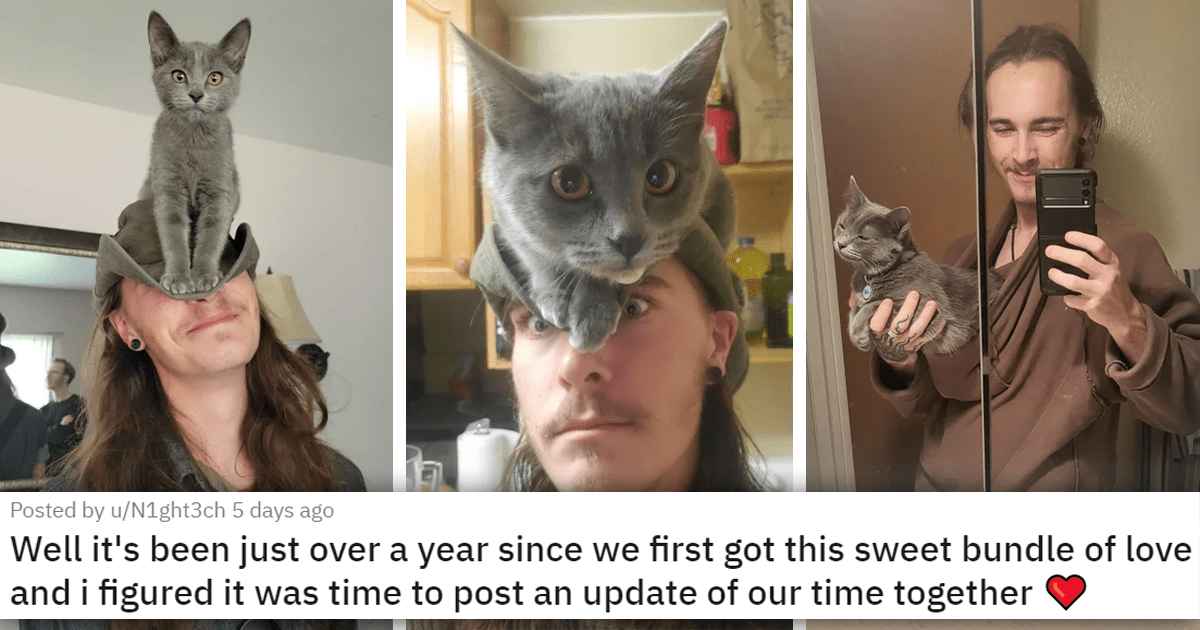 15 Adorable Pictures Of Cats That Were Adopted Recently And Will Make You Smile - grandgoldman.com