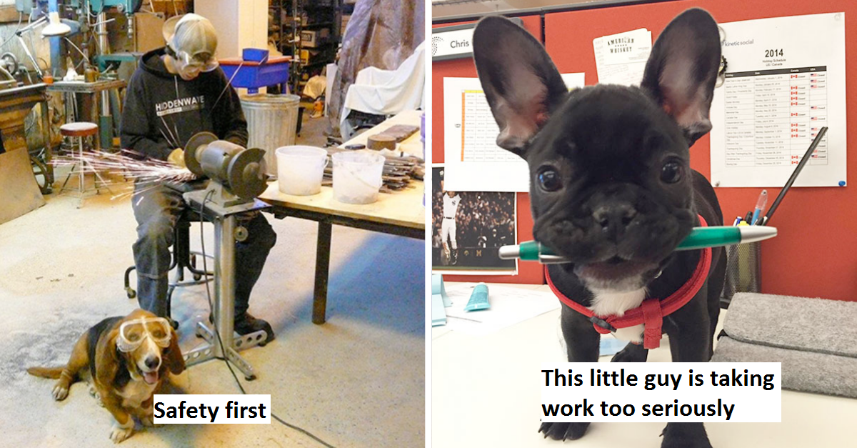 30 Pawsome Photos Of Dogs From “Take Your Dog To Work” Day