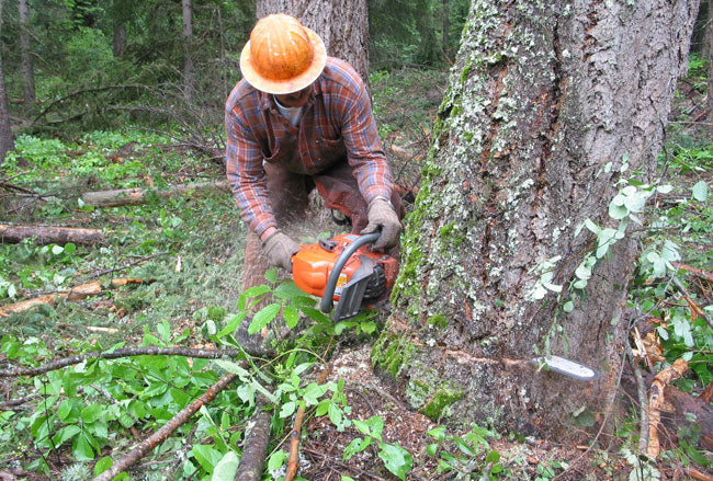 From Tree to Timber: The Complete Woodworking Guide