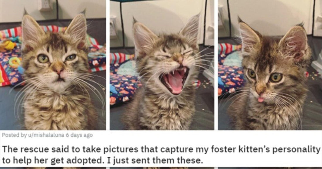 Extra Dose Of Animal Cuteness To Put A Smile On Your Face