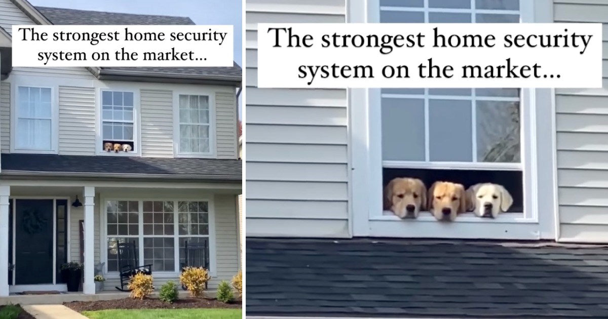 Insta Doggos: Funniest Dog Videos Of The Week To Give You A Little Boost Of Hilarity & Animal Goodness
