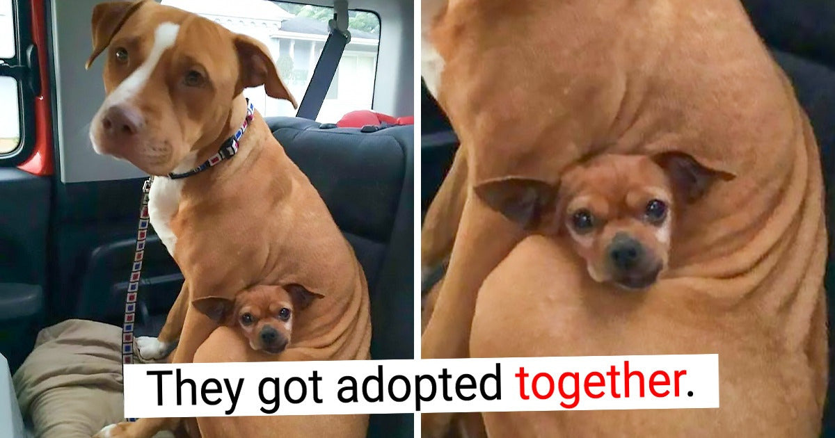 17 Wholesome Photos That Can Deliver A Fountain Of Smiles