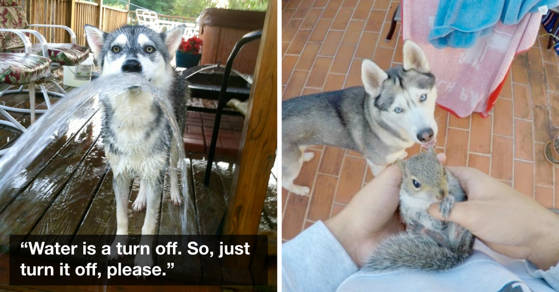 10 Things Your Husky Does Not Like In The Parallel Universe