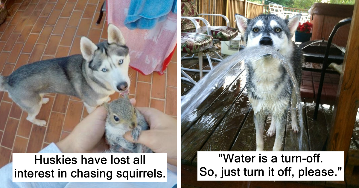 10 Things Your Husky Would Hate If It Wasn’t A Husky