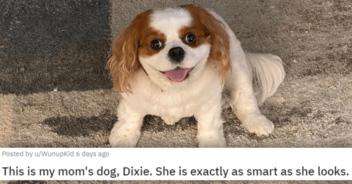 20 Pawdorable Animals That Can Uplift Your Mood On A Grumpy Day