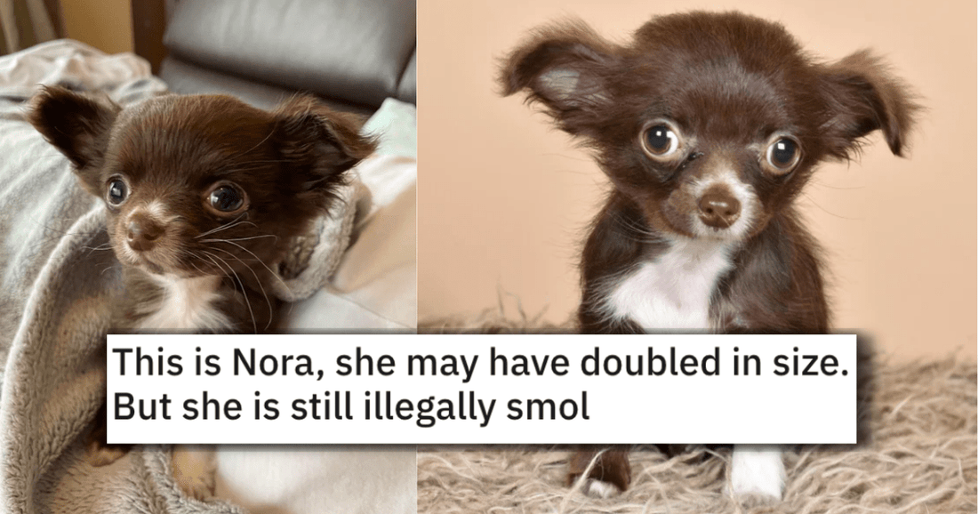 16 Illegally Smol Doggos For Your Weekly Dose Of Animal Goodness