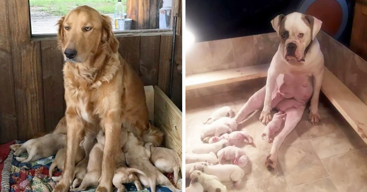 30 Dog Moms That Are Tired Of Their Puppies & It Shows On Their Face