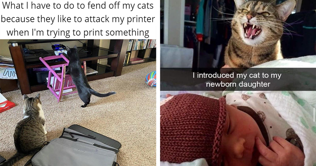 Take A ‘Paws’ And Enjoy Some Fresh Hissterical Cat Memes Featuring Hilarious Kitties