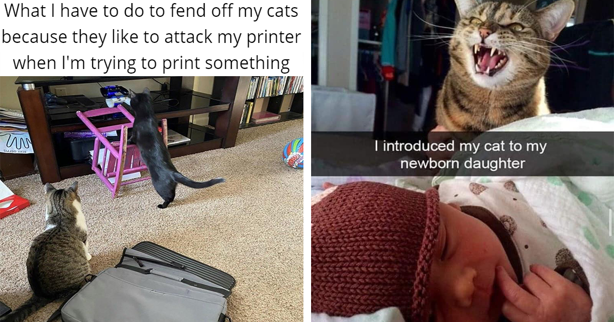Take A ‘Paws’ And Enjoy Some Fresh Hissterical Cat Memes Featuring Hilarious Kitties