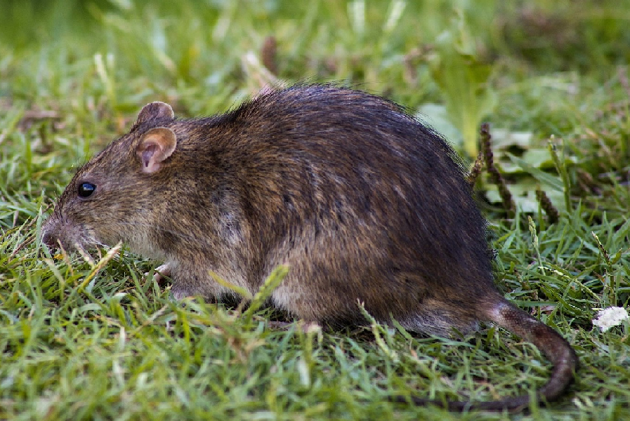 Top Mice Control: Keep Rodents Out of Your Home for Good