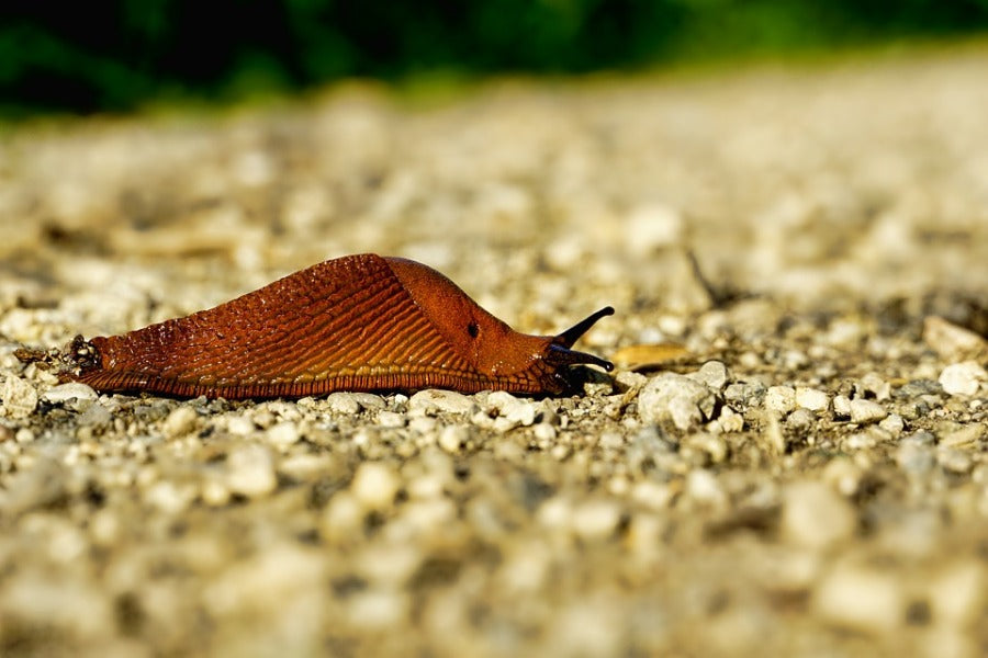 How to Get Rid of Snails in Garden & Home – Expert Guide