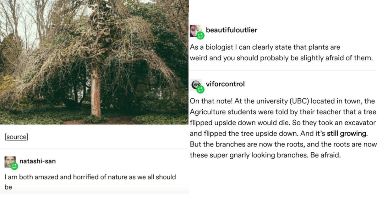Tumblr Thread About Trees That Prove Trees Are Low Key Powerful ...