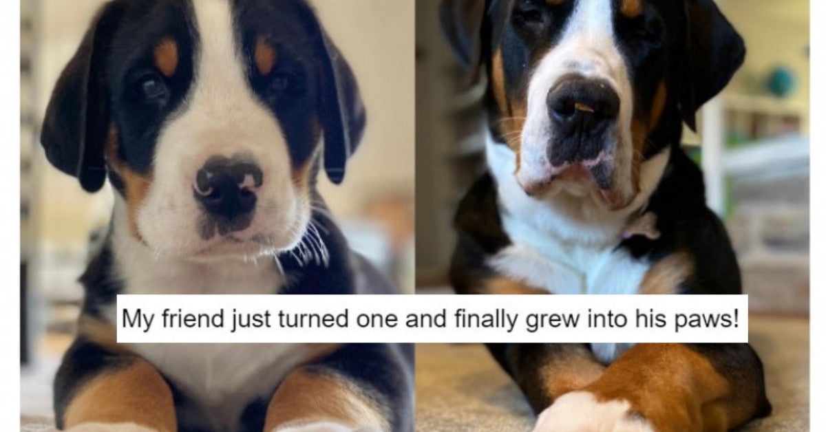 10 Of The Most Wholesome Dog Pictures That Will Make You Smile - grandgoldman.com