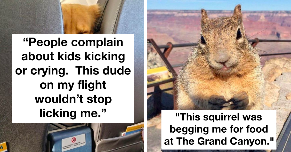 18 Wholesome Animals Encounters That Surprised Humans And Left Them Awestruck - grandgoldman.com
