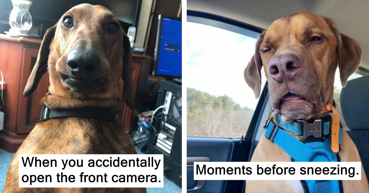 30 Hilariously Unflattering Pics Of Dogs That Prove They Are Derps - grandgoldman.com