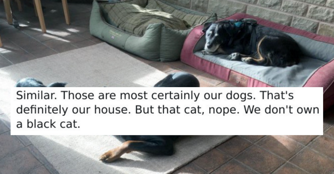 40 Hilarious Pictures Of Cats Being The Best Uninvited Guests