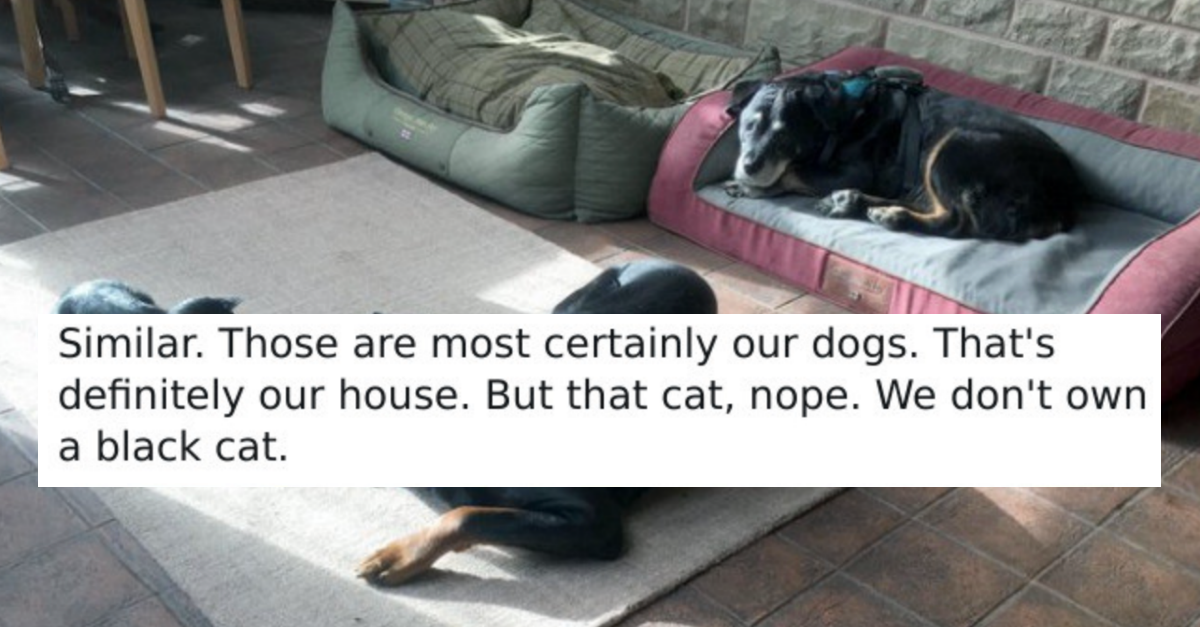 40 Hilarious Pictures Of Cats Being The Best Uninvited Guests
